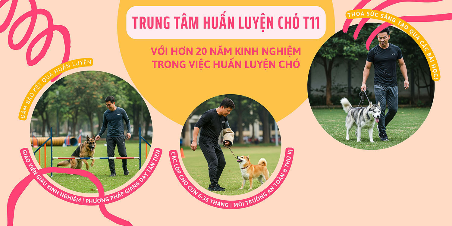Trung Tâm Huấn Luyện Chó T11 Hà Nội